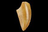Serrated, Raptor Tooth - Real Dinosaur Tooth #178474-1